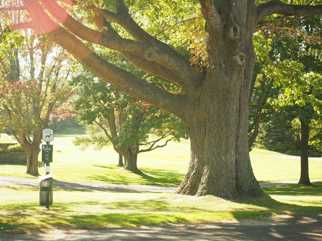 Evergreen Resort Cadillac Amenidades foto